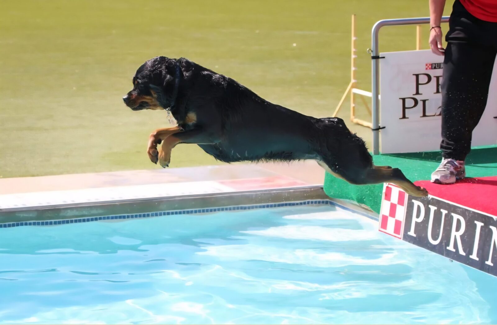 Maikeva Rottweilers dock diving