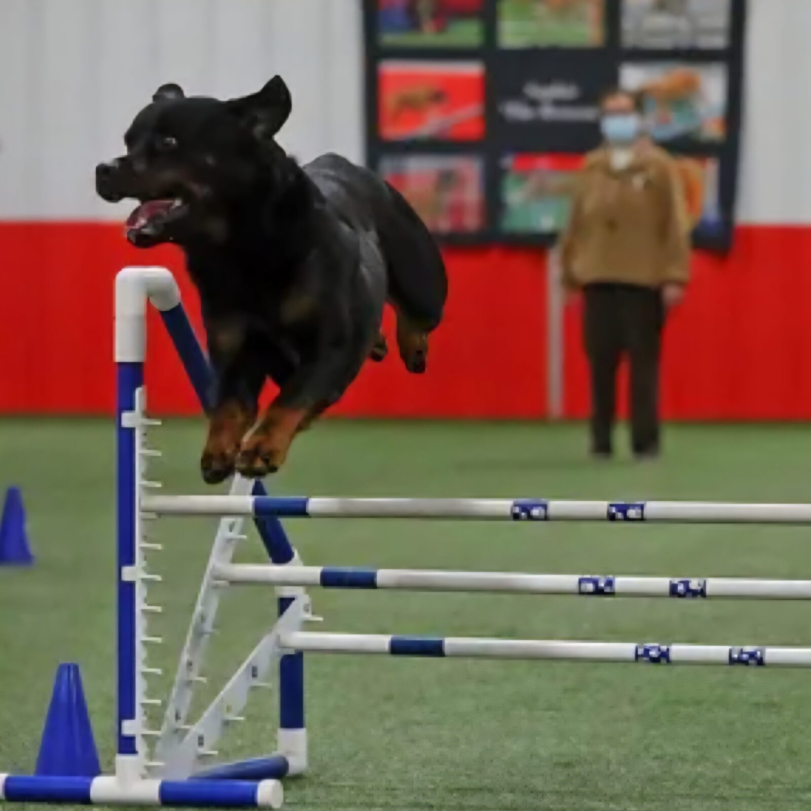 Maikeva Rottweilers agility