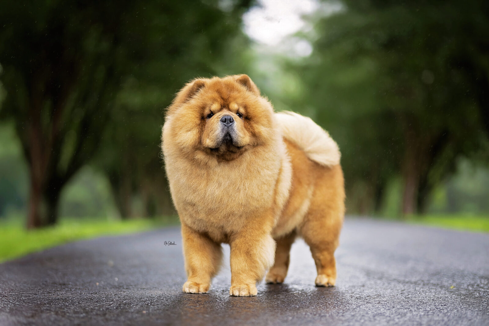 Fluffy orange Chow Chow standing on a wet road, surrounded by green trees, exuding a confident demeanor.