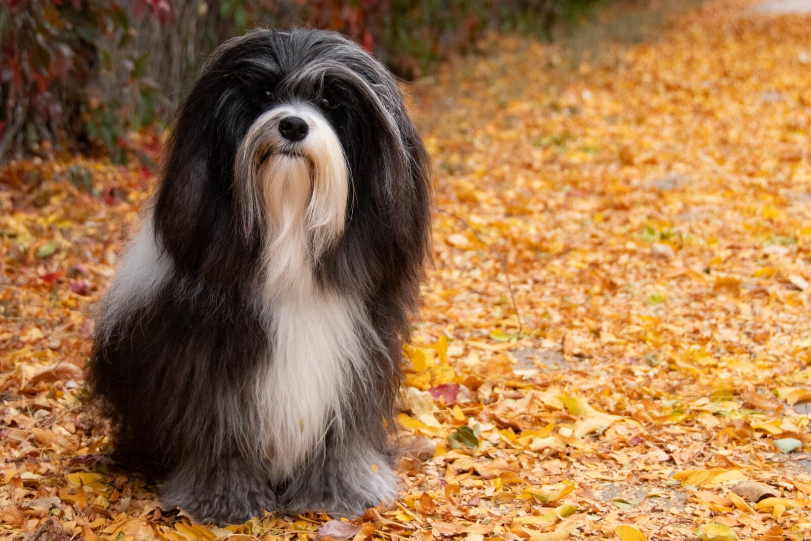 Fluffy black and white dog sitting on a carpet of yellow and orange autumn leaves, surrounded by a colorful backdrop.