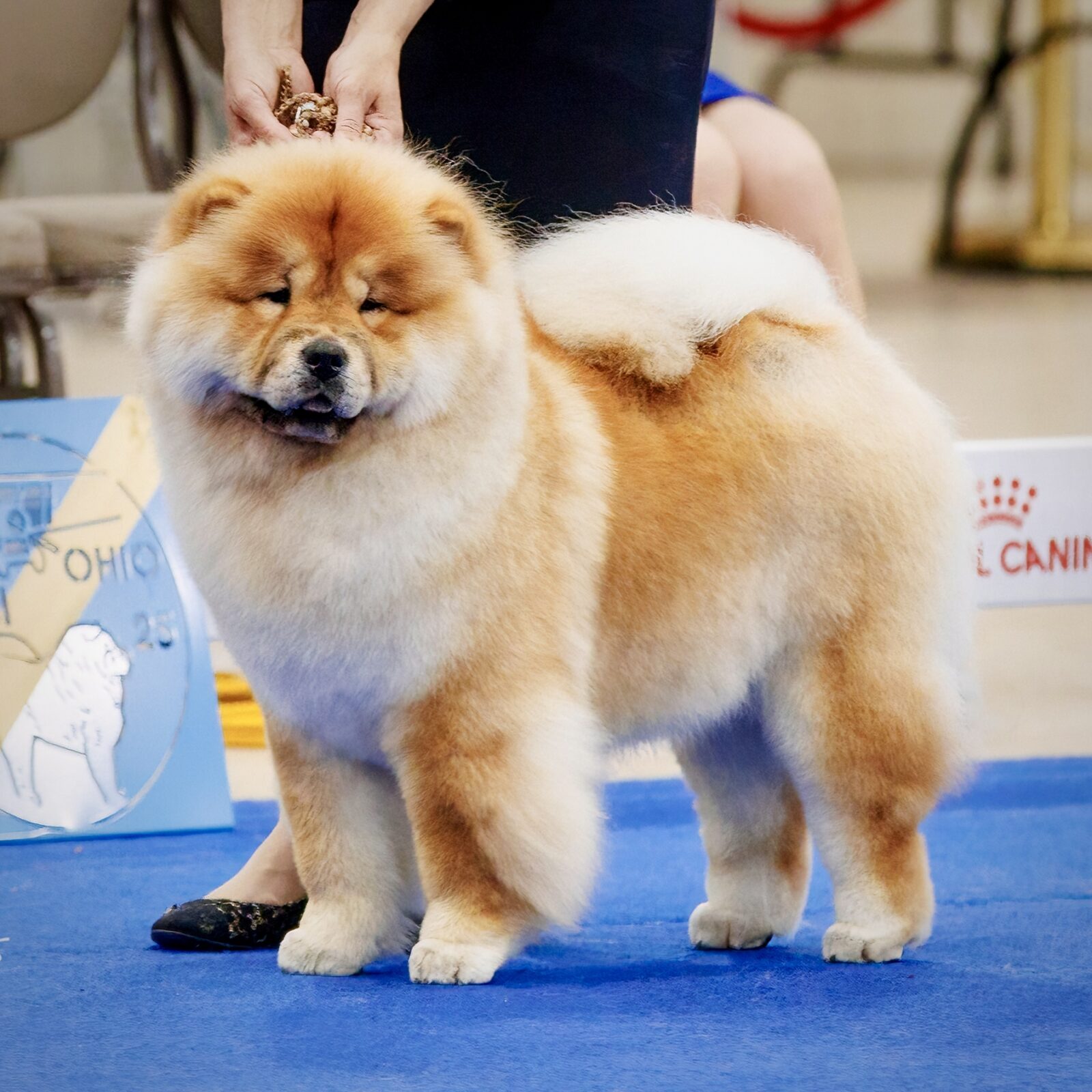 Fluffy chow chow dog with a thick cream and orange coat stands on a blue carpet, being held by a person.