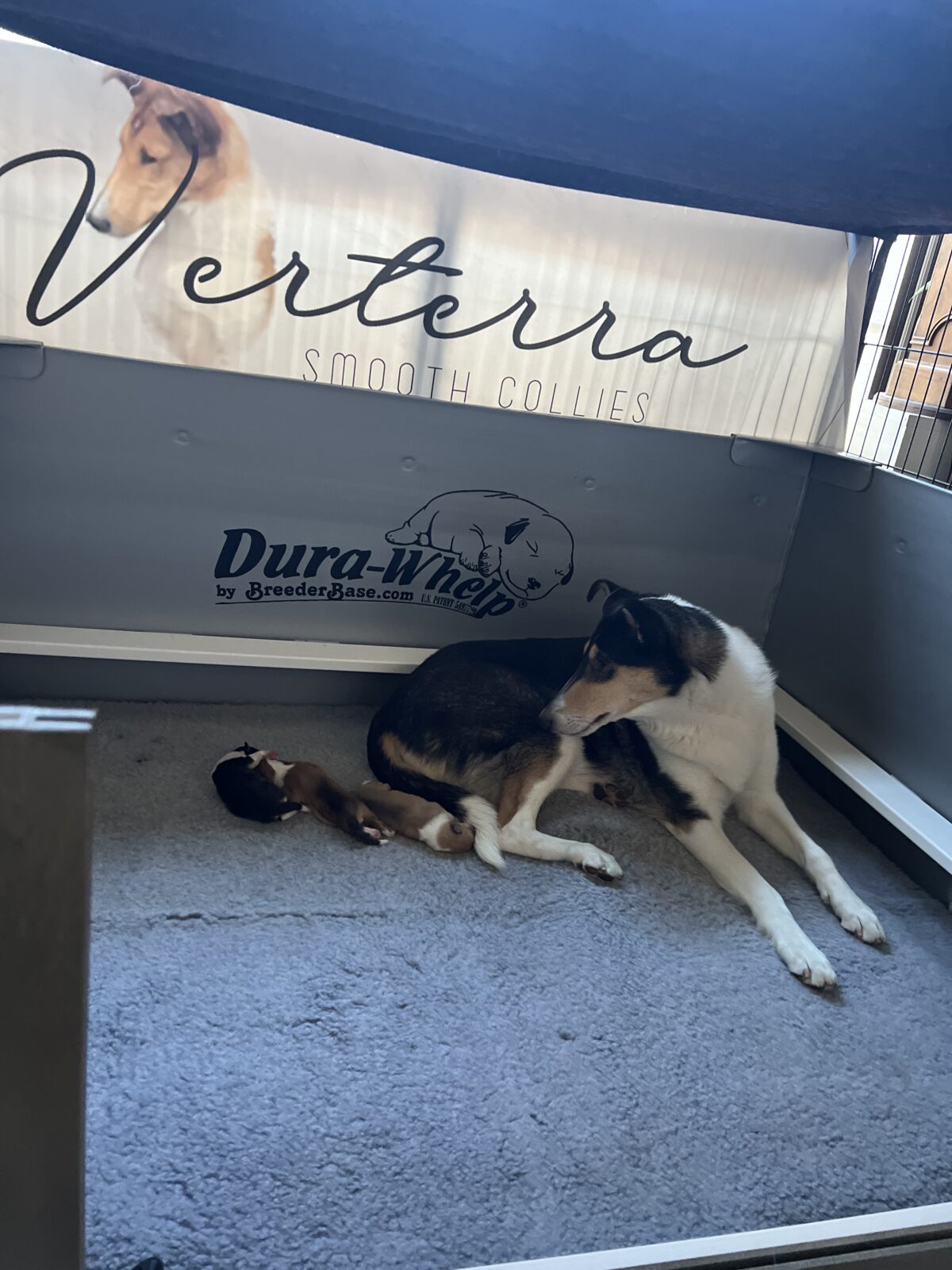 A smooth collie lies beside a small puppy in a cozy, enclosed space with soft gray carpeting.