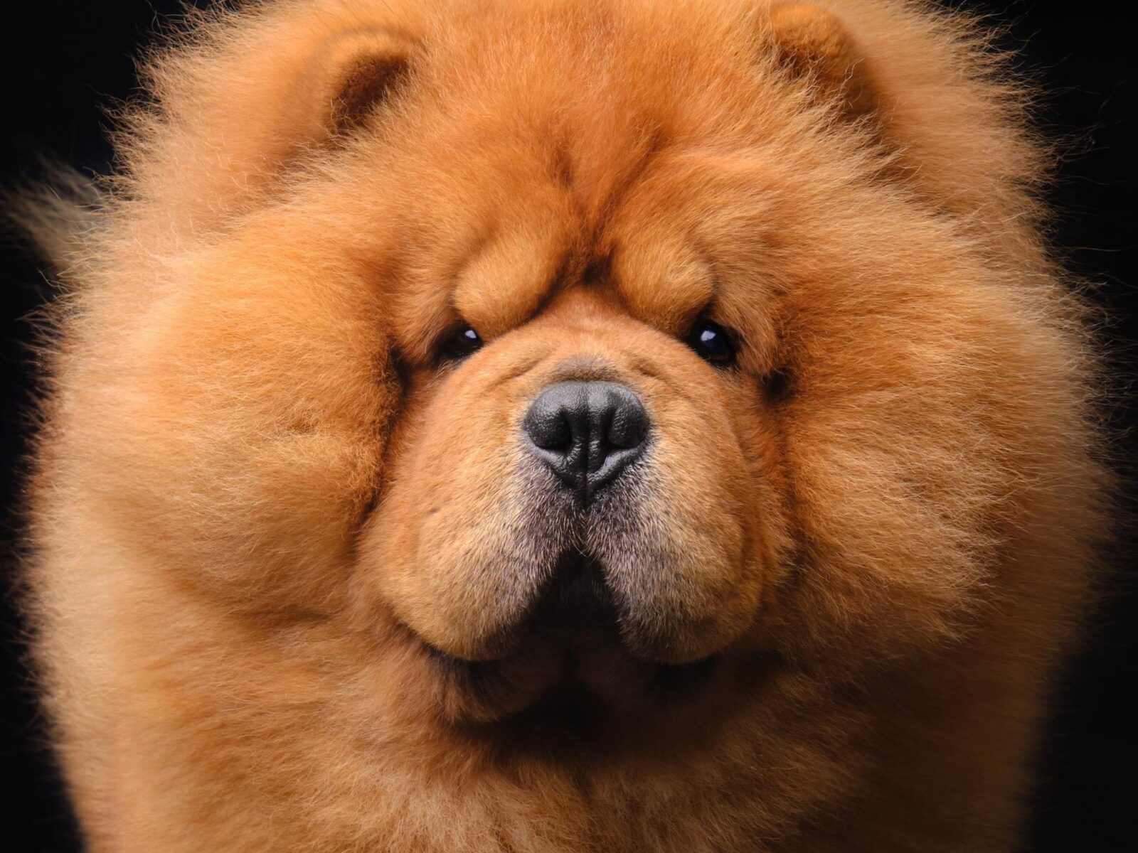 Fluffy, orange Chow Chow with a broad face and deep-set eyes against a dark background.