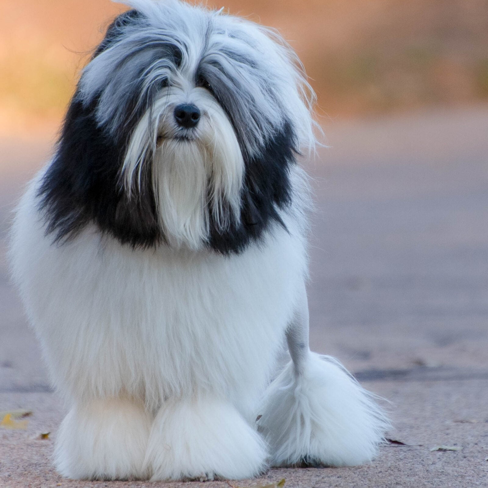 Fluffy black and white dog with a distinctive coat, sitting on a path with a blurred natural background.
