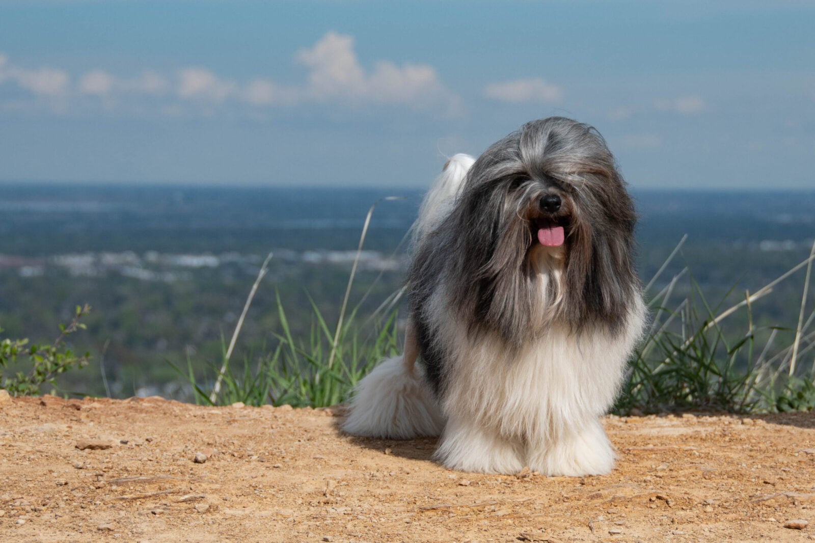 Fluffy dog with long gray and white fur stands on a dirt path, overlooking a lush green landscape under a blue sky.