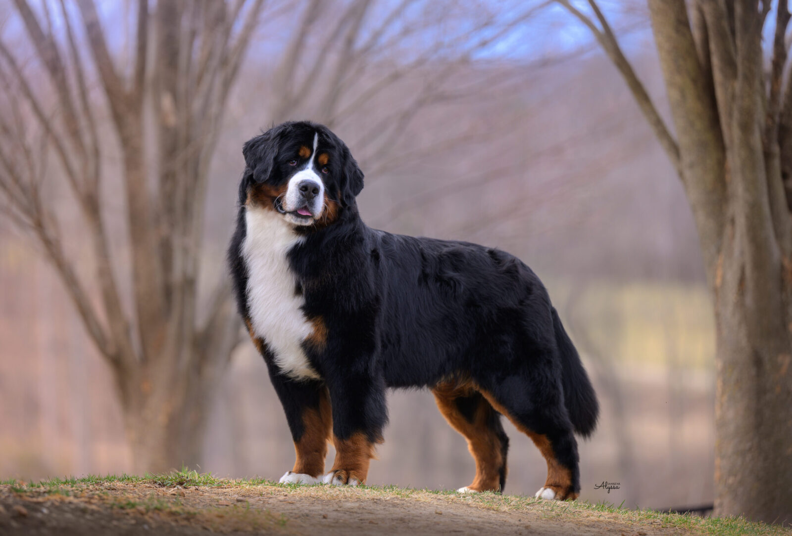 Bernese Mountain Dog standing outdoors with trees in the background.