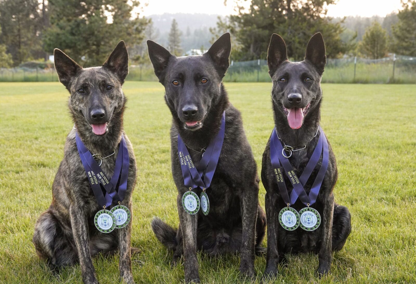 Schafers Weg Dutch Shepherds Fetch_medals