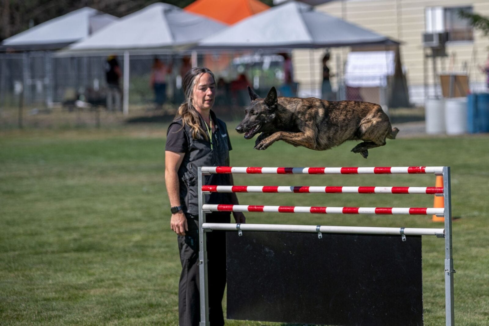 Schafers Weg Dutch Shepherds Kelley_2024_trial1
