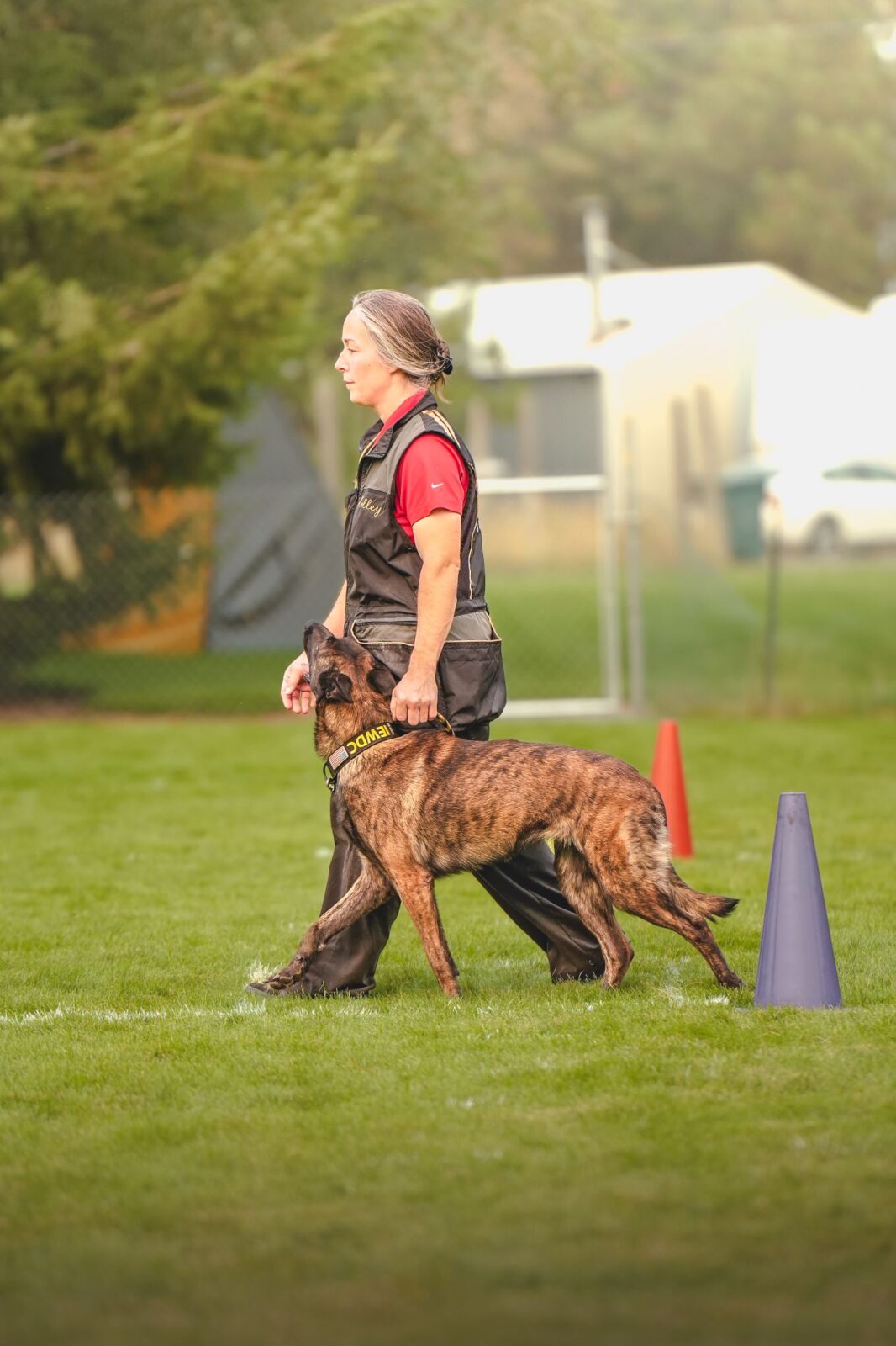 Schafers Weg Dutch Shepherds Kelley_2025_trial3