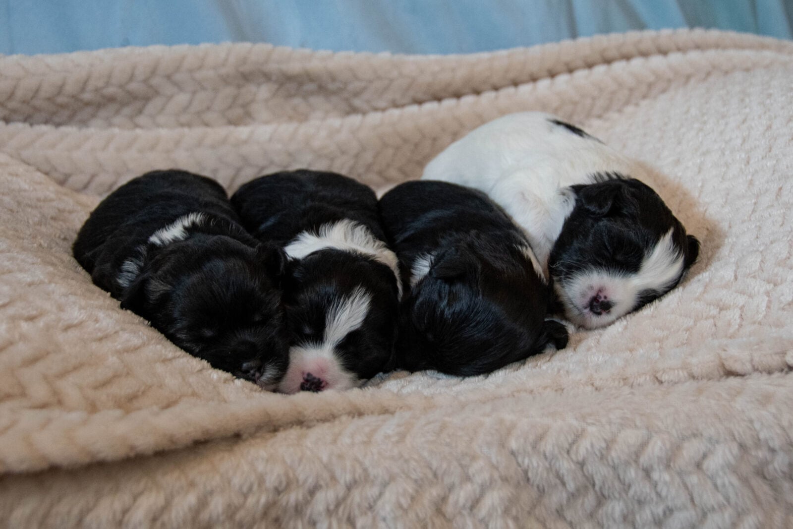 Four sleeping puppies, two black and white, nestled together on a soft, textured blanket.