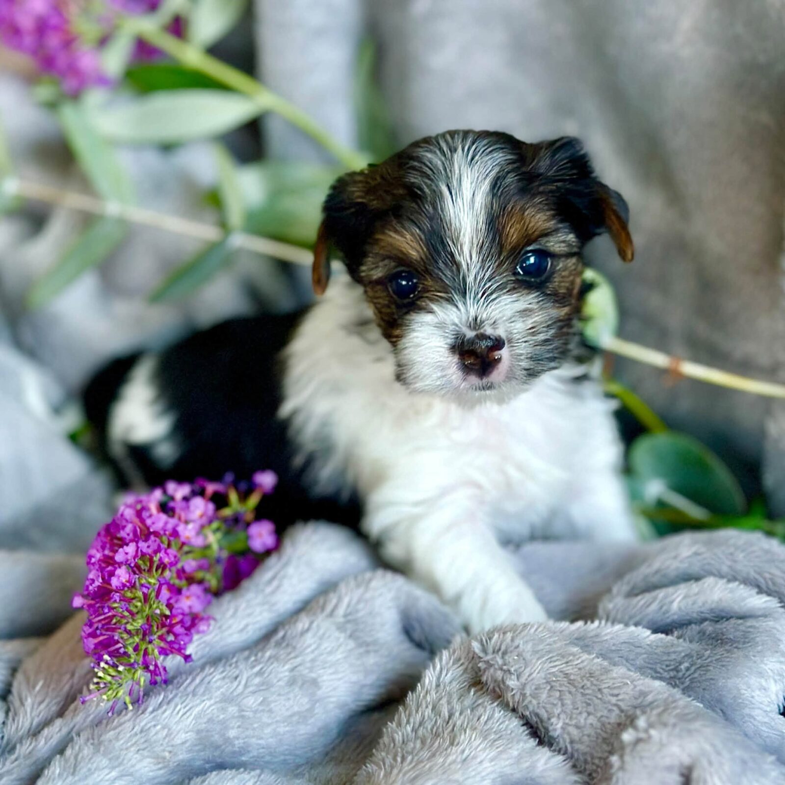 Fluffy tri-color puppy with big eyes on a gray blanket with purple flowers.