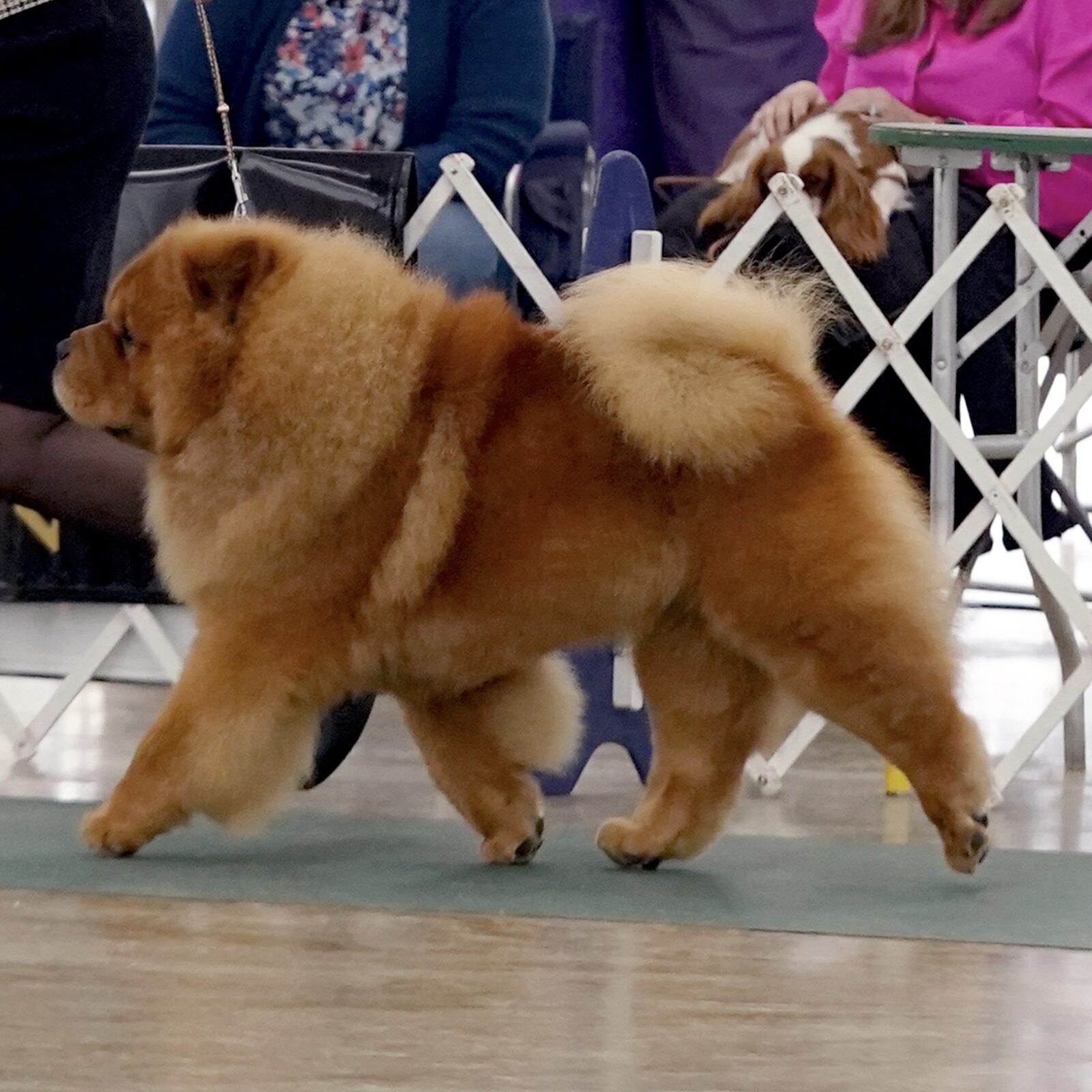 A fluffy, reddish-brown Chow Chow walks confidently on a green mat, surrounded by spectators at a dog show.