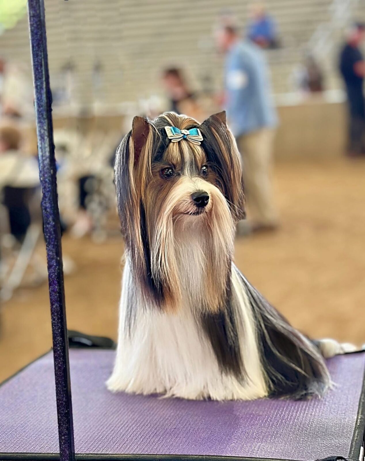 A well-groomed dog with long, silky fur and a blue bow sits on a grooming table, surrounded by blurred people.