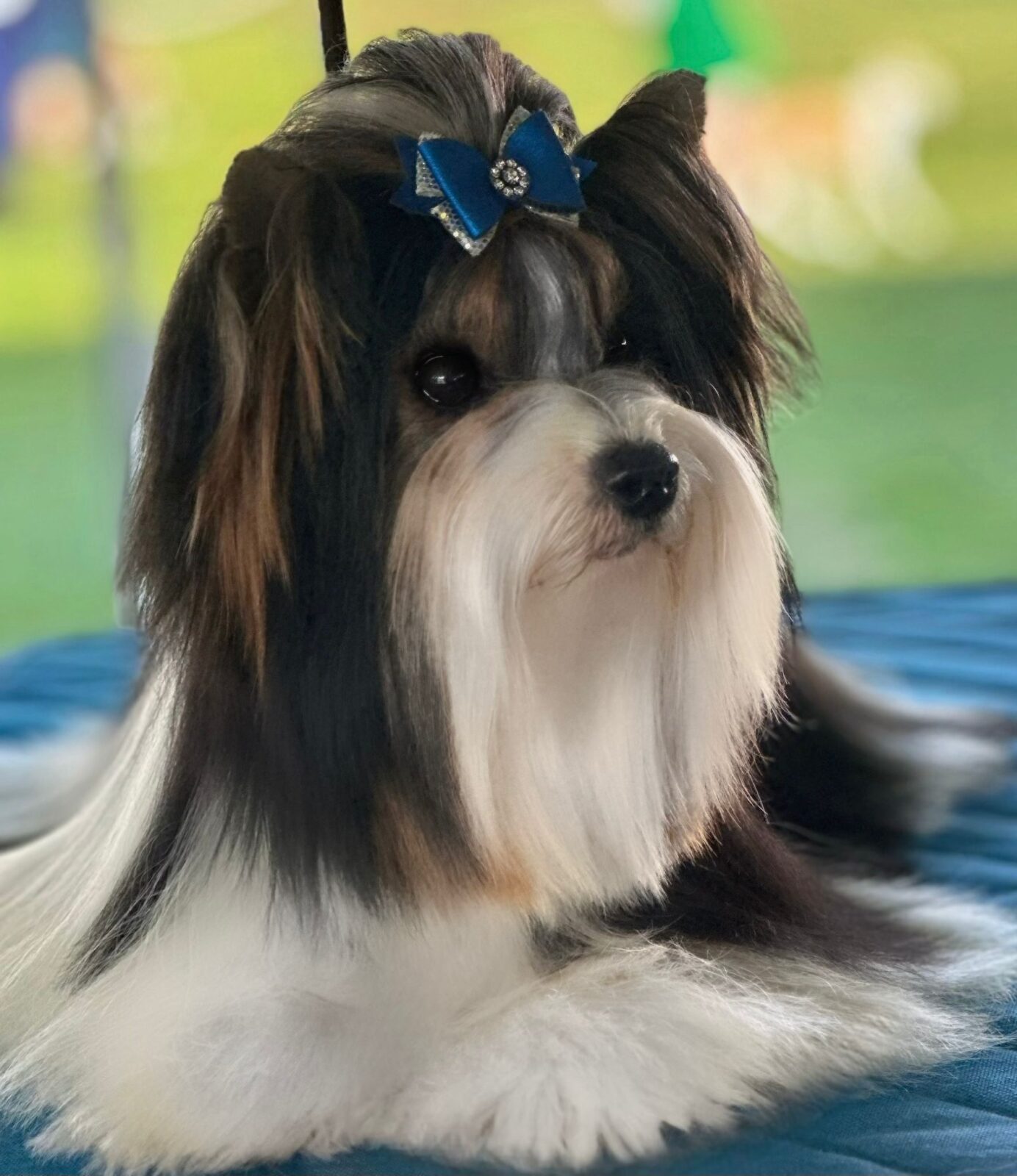 Tricolor Yorkshire Terrier with blue bow on head.