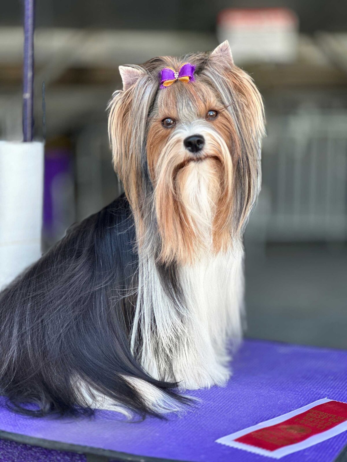 Biewer Terrier with purple bow on head, sitting on purple mat with red ribbon.