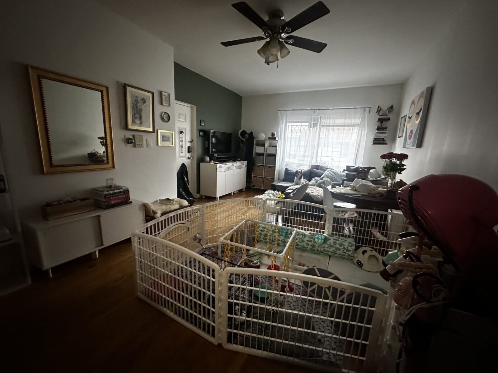 Allure Biewer Terriers Kennels