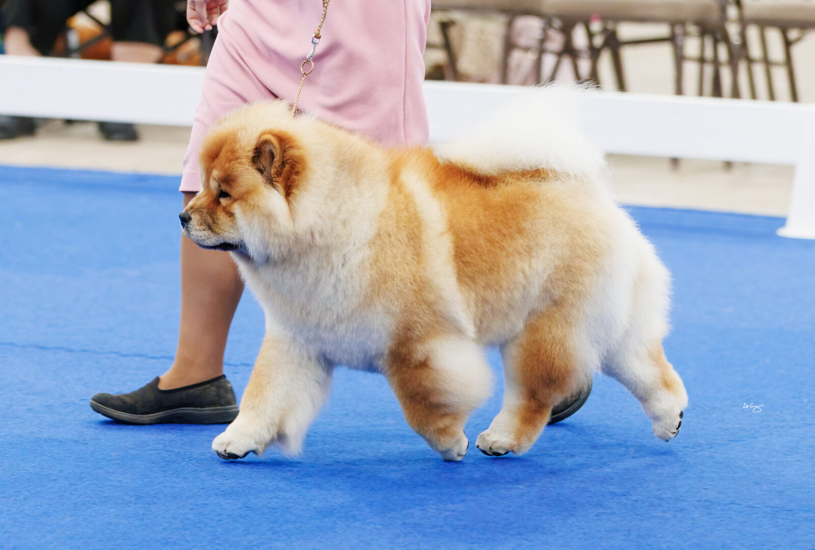Chow Chow walking on a blue surface, with a person in a pink outfit holding its leash.
