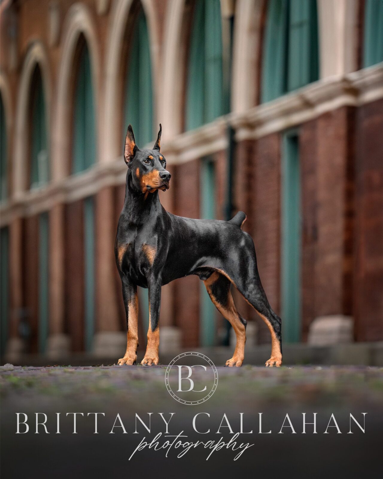 Brittany Callahan Cover