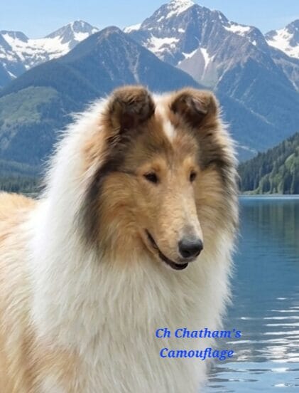 Collie dog with fluffy fur and a white blaze, set against a lake and snow-capped mountains.