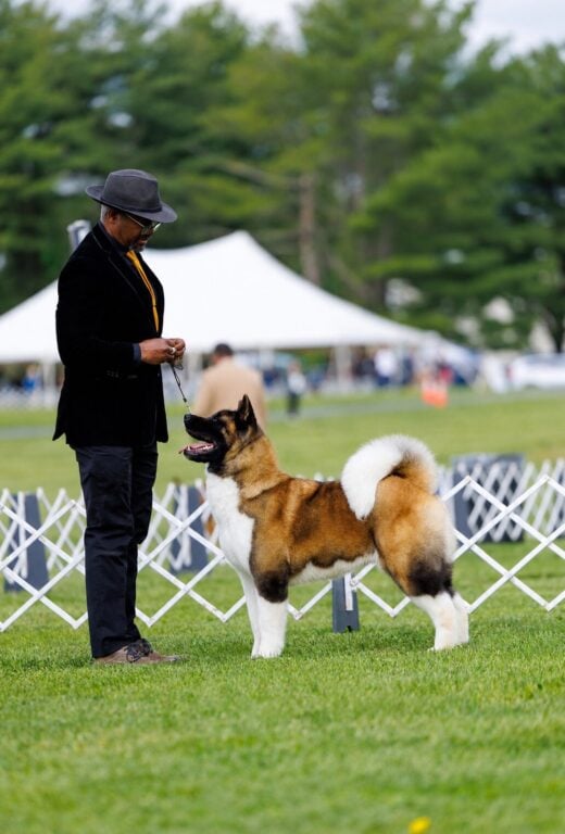A man in a black suit and hat stands beside an Akita dog, both focused on each other in a grassy field.