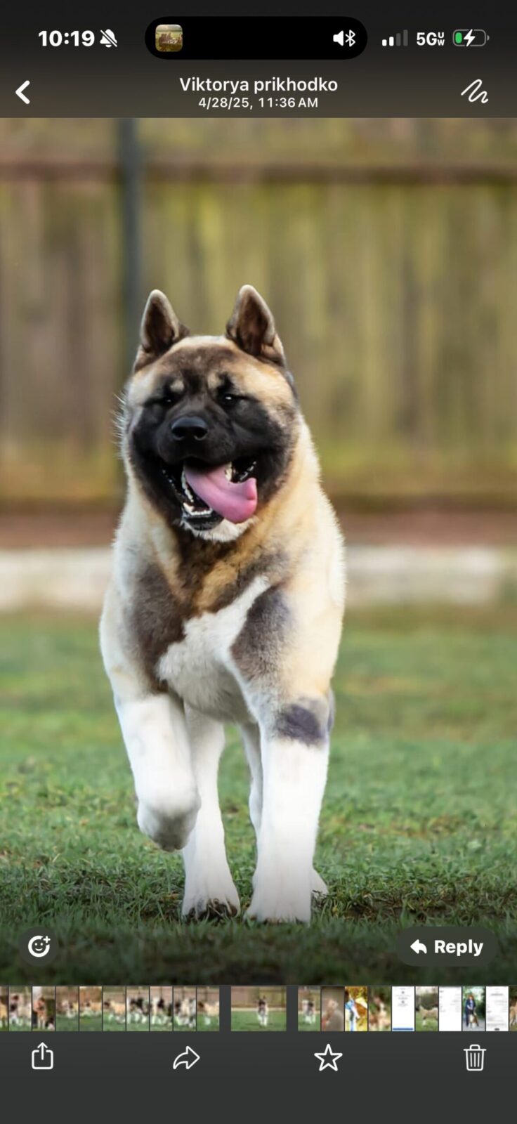 A playful Akita dog runs across a grassy field, tongue out and ears perked, with a blurred wooden fence in the background.