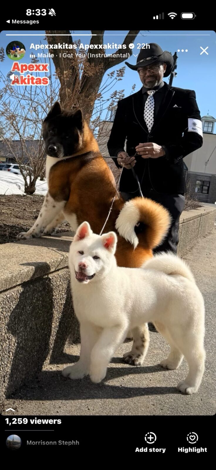 A man in a suit stands with two Akita dogs, one brown and black, the other white, against a sunny outdoor backdrop.