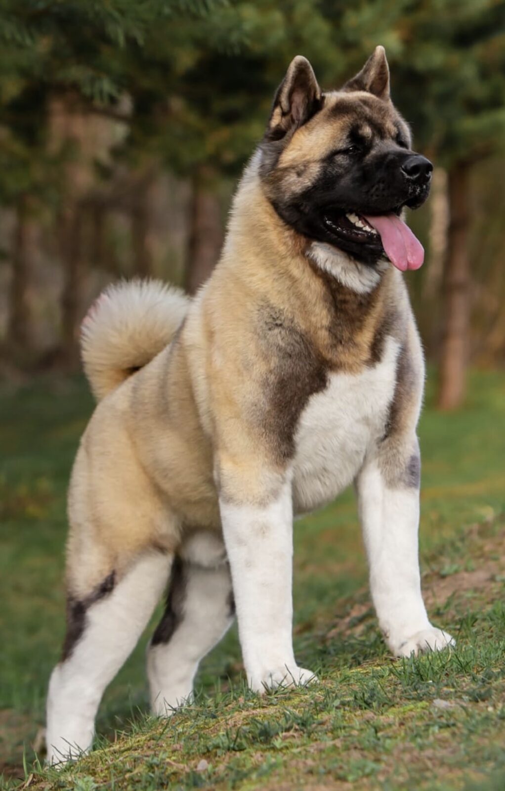A proud Akita dog stands on a grassy slope, tongue out, with a backdrop of trees and a sunny atmosphere.