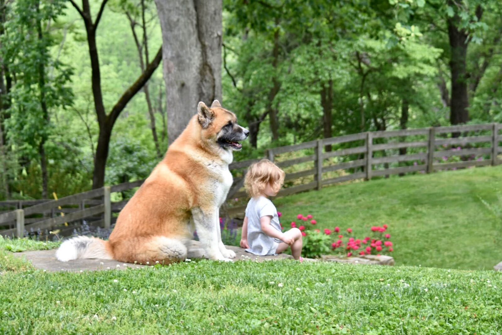 An Akita dog sits beside a young child on a grassy hill, surrounded by trees and colorful flowers.