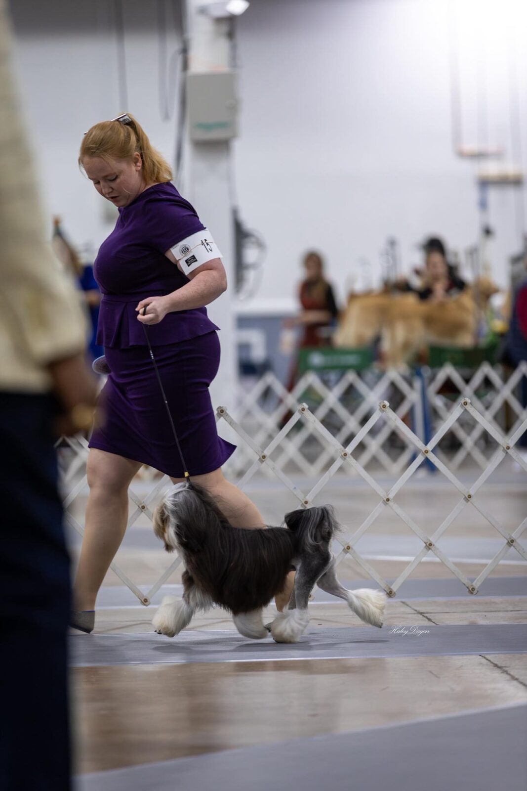 Woman in purple dress with dog in dog show ring.