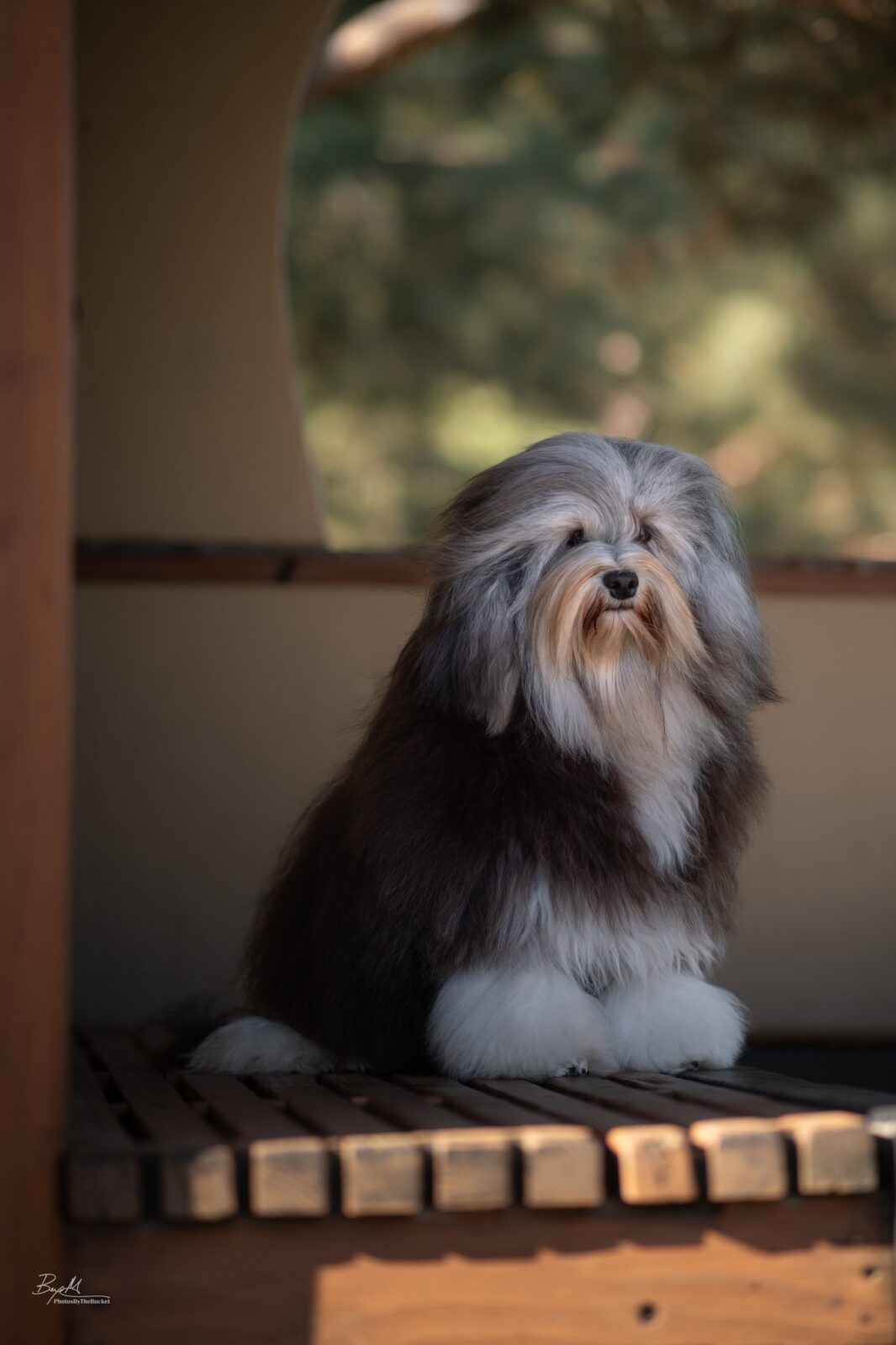 Fluffy dog with grey and brown fur sits on wooden slats, looking forward.