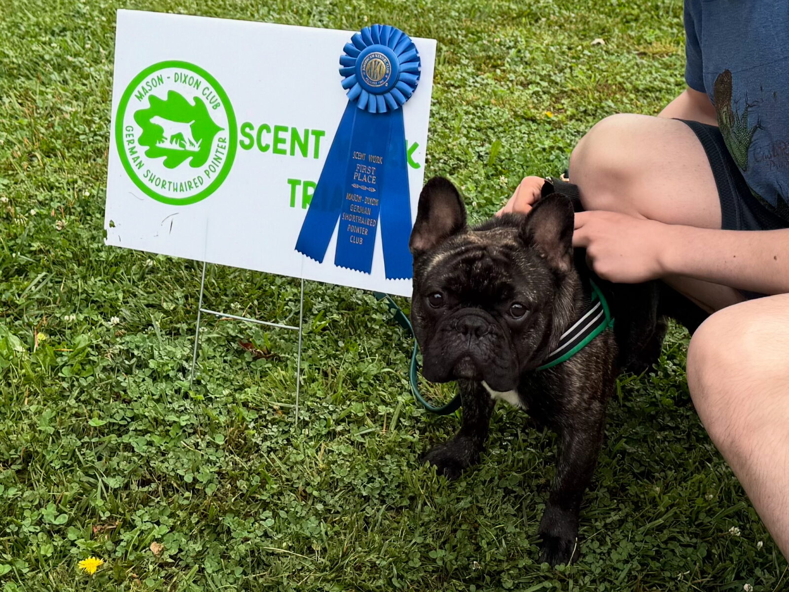 Brindle French Bulldog with blue ribbon and "First Place" sign.