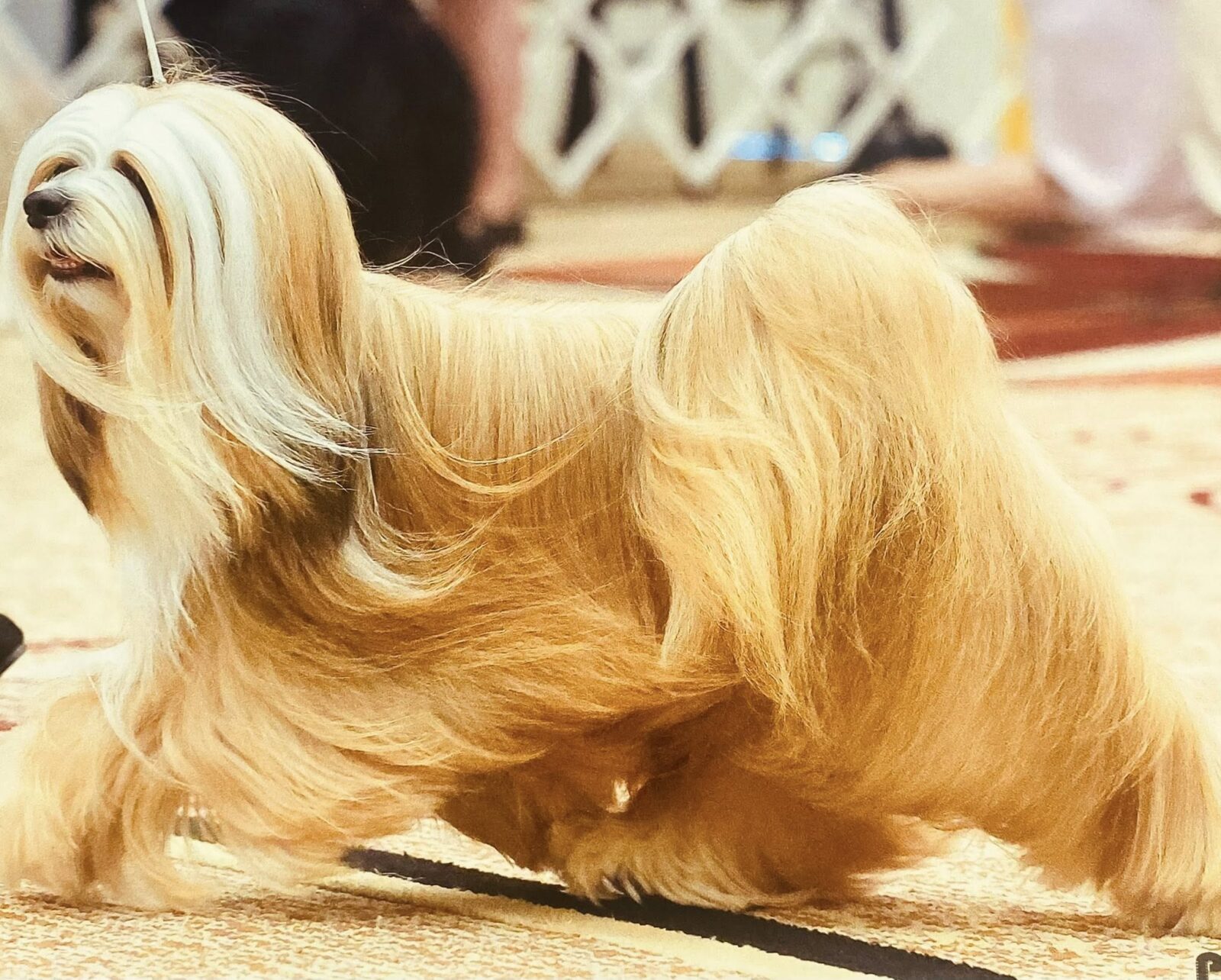 Golden Lhasa Apso with long, flowing hair on a carpeted surface.