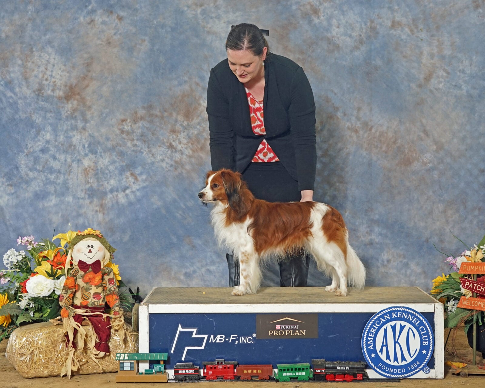 Brown and white dog with handler on a platform, with autumn decorations.
