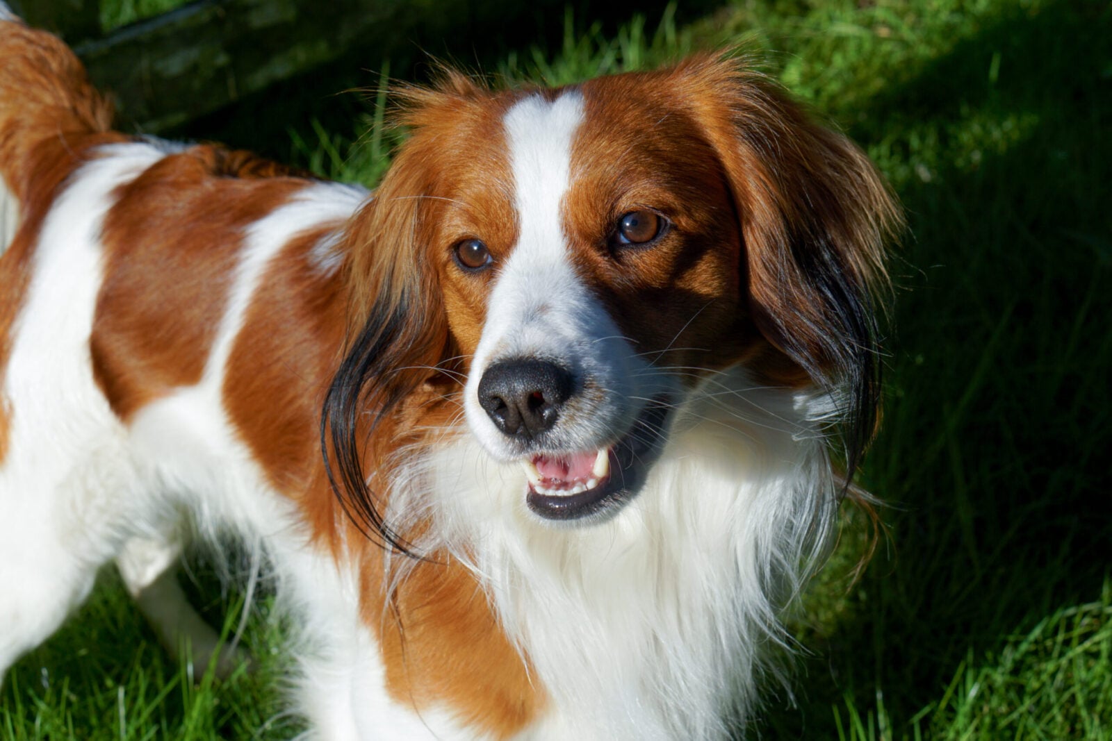 Kooikerhondje dog with white and brown markings, panting in green grass.