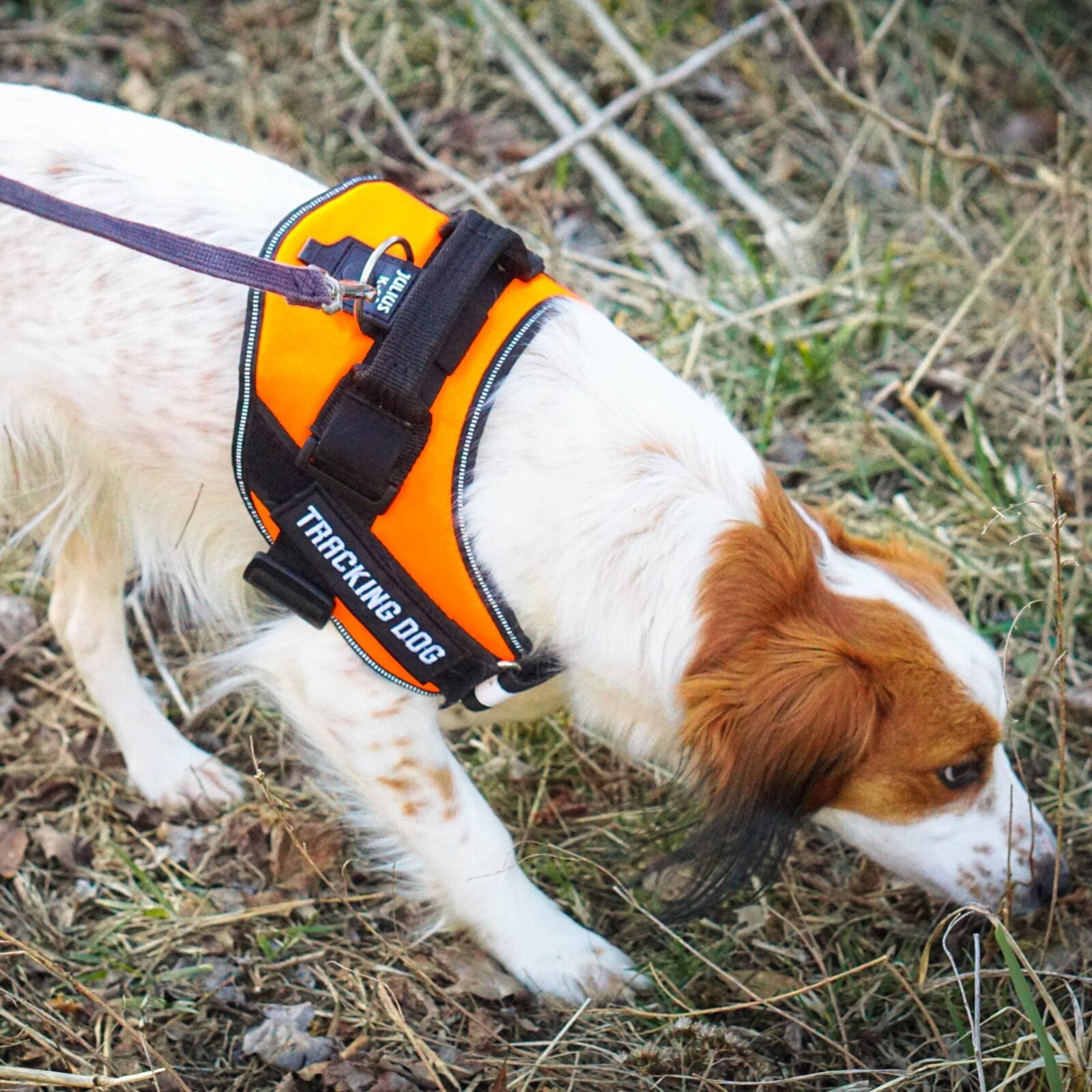 White and brown dog wearing an orange tracking dog harness, sniffing the ground.