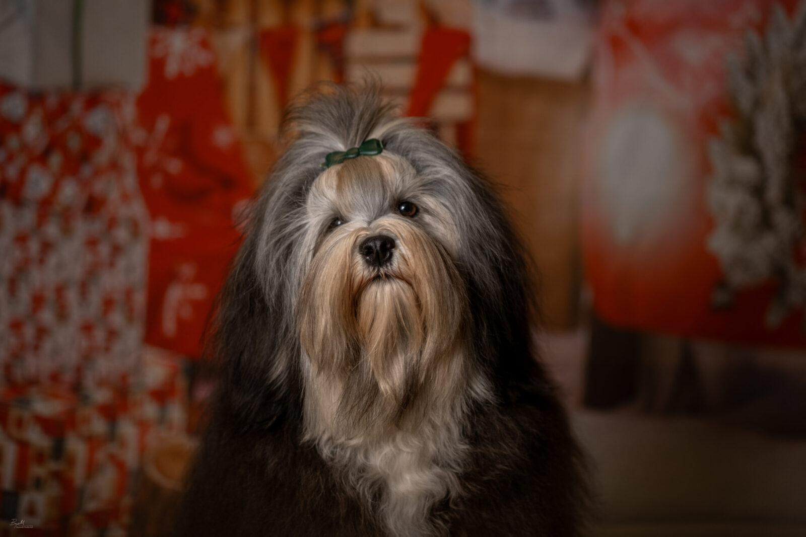 Fluffy dog with a green bow in its hair, looking at the camera.