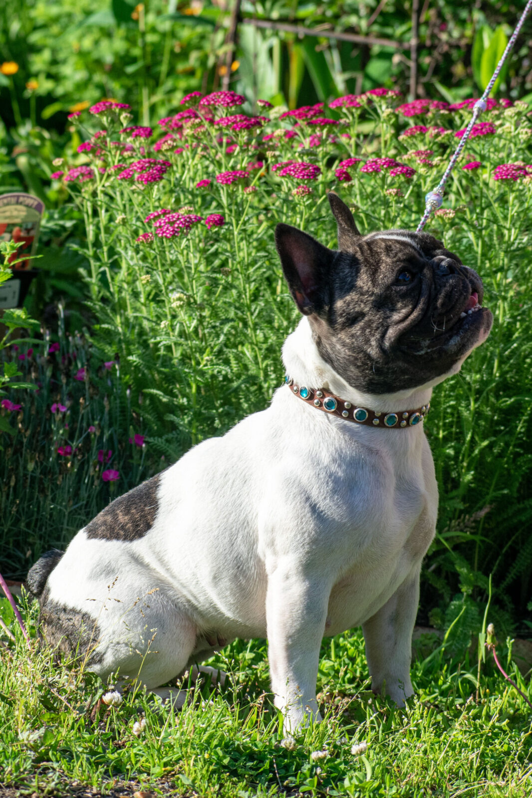 French Bulldog with jeweled collar sits in front of pink flowers.