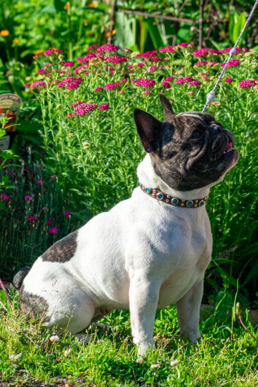 French Bulldog with jeweled collar sits in front of pink flowers.
