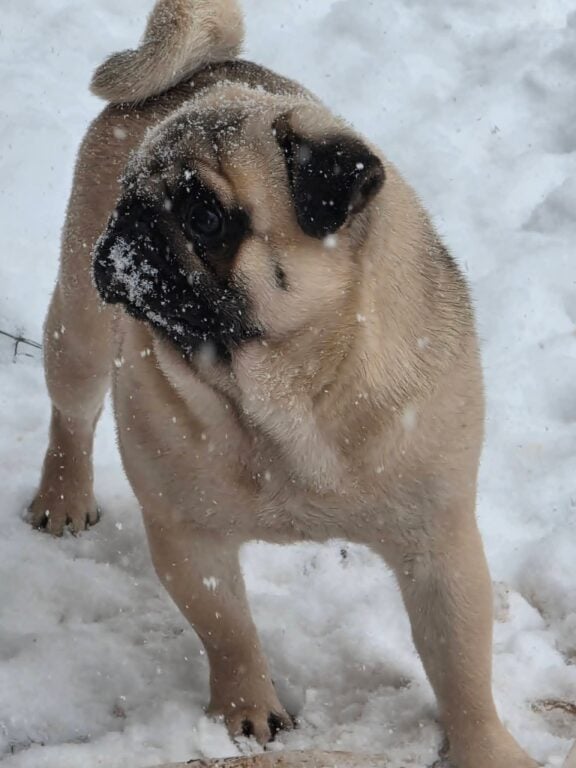 Fawn pug with snow on its face and fur, standing in the snow.