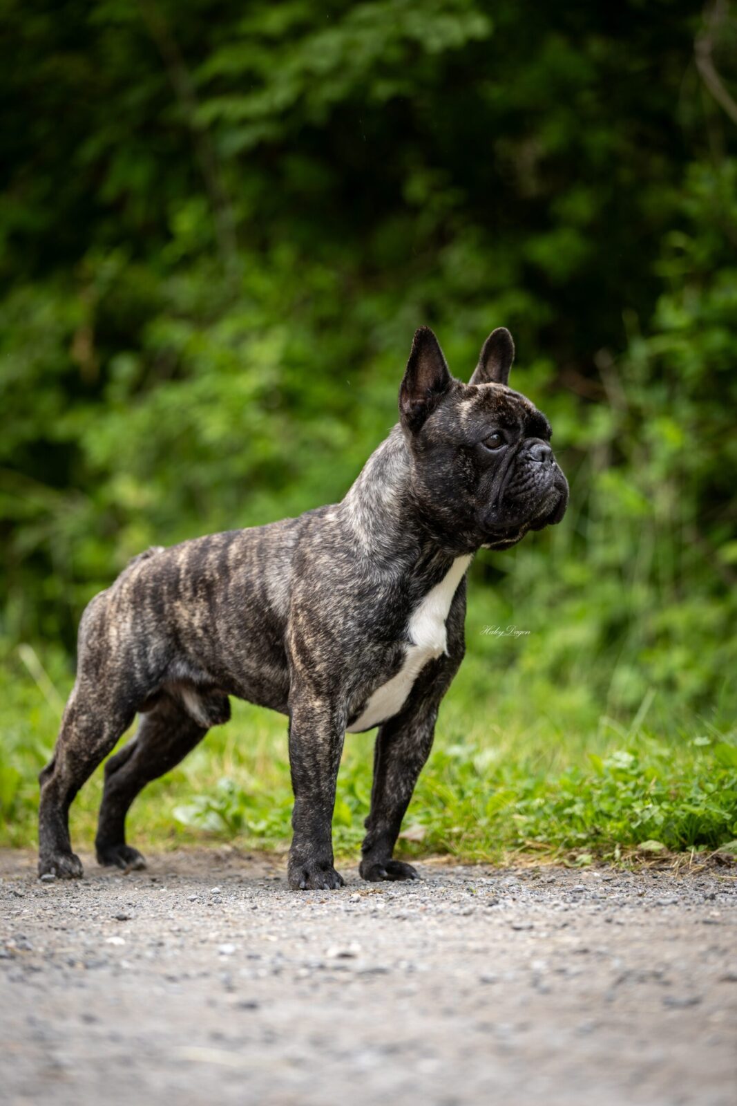 Brindle French Bulldog standing on a gravel path with green foliage in the background.