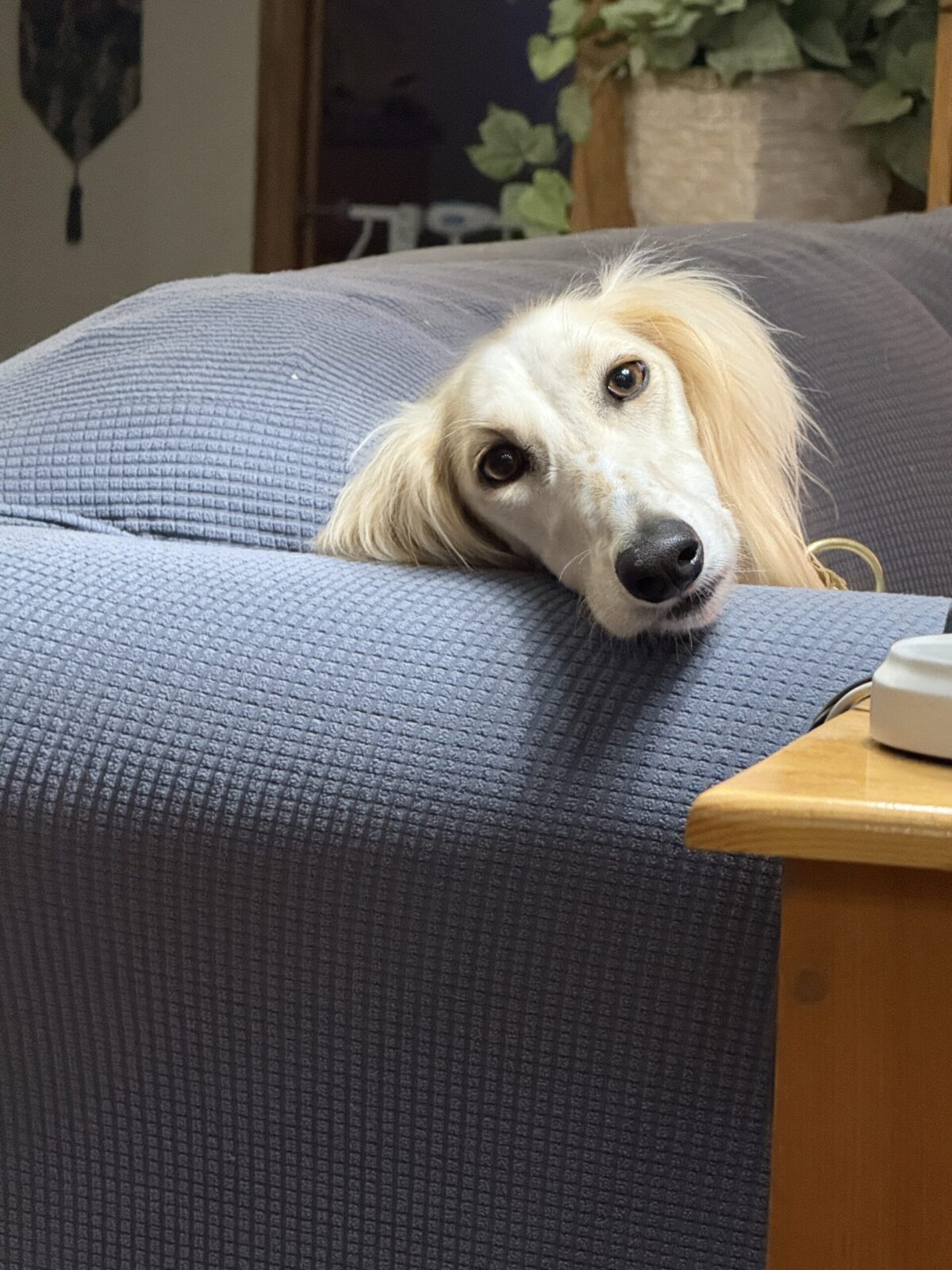 Cream-colored dog with long ears resting head on a blue couch.