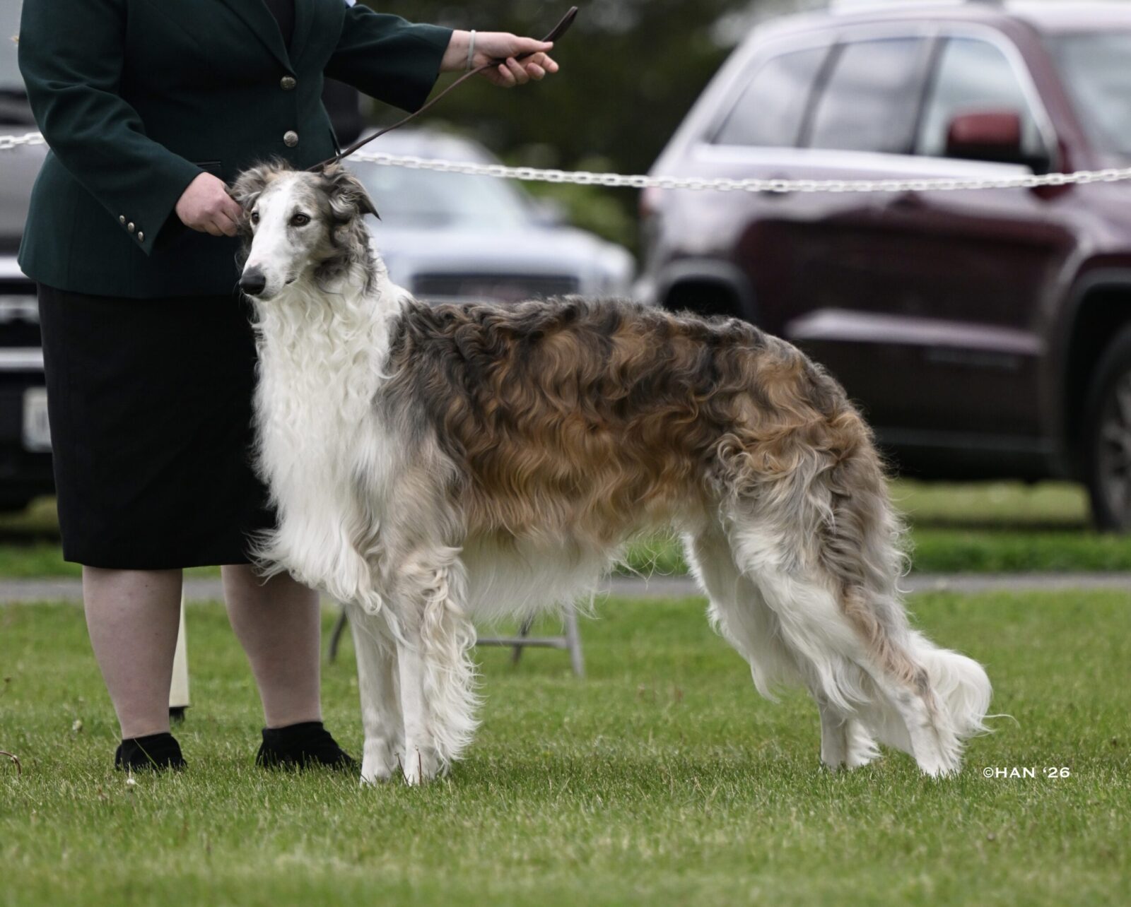 Borzoi dog with long, flowing fur stands on grass next to a person.