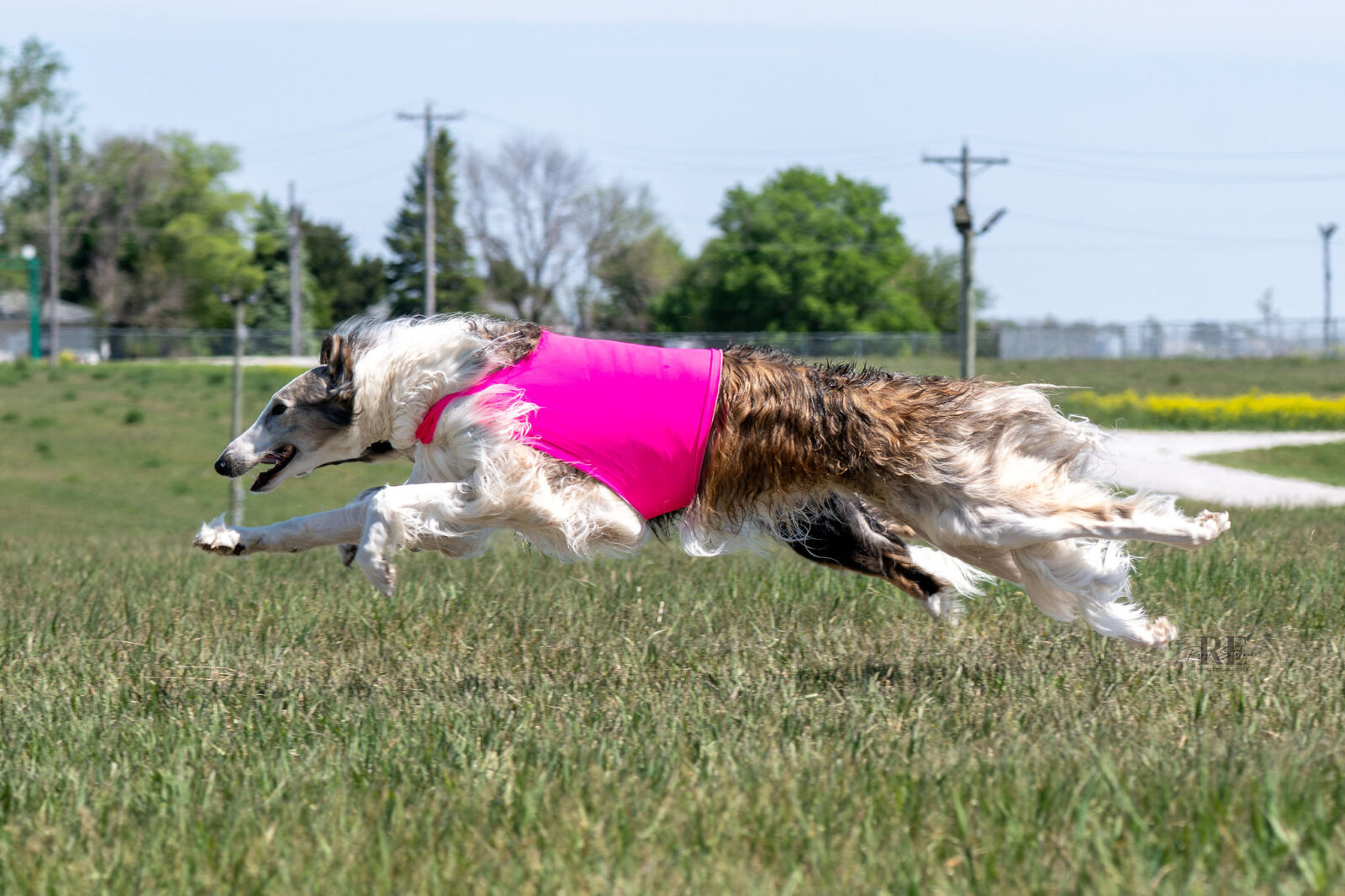 Borzoi dog in a bright pink vest running through a grassy field.