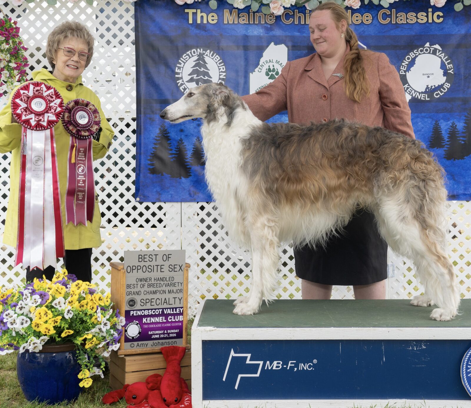 Borzoi dog with handler and ribbons at a dog show.