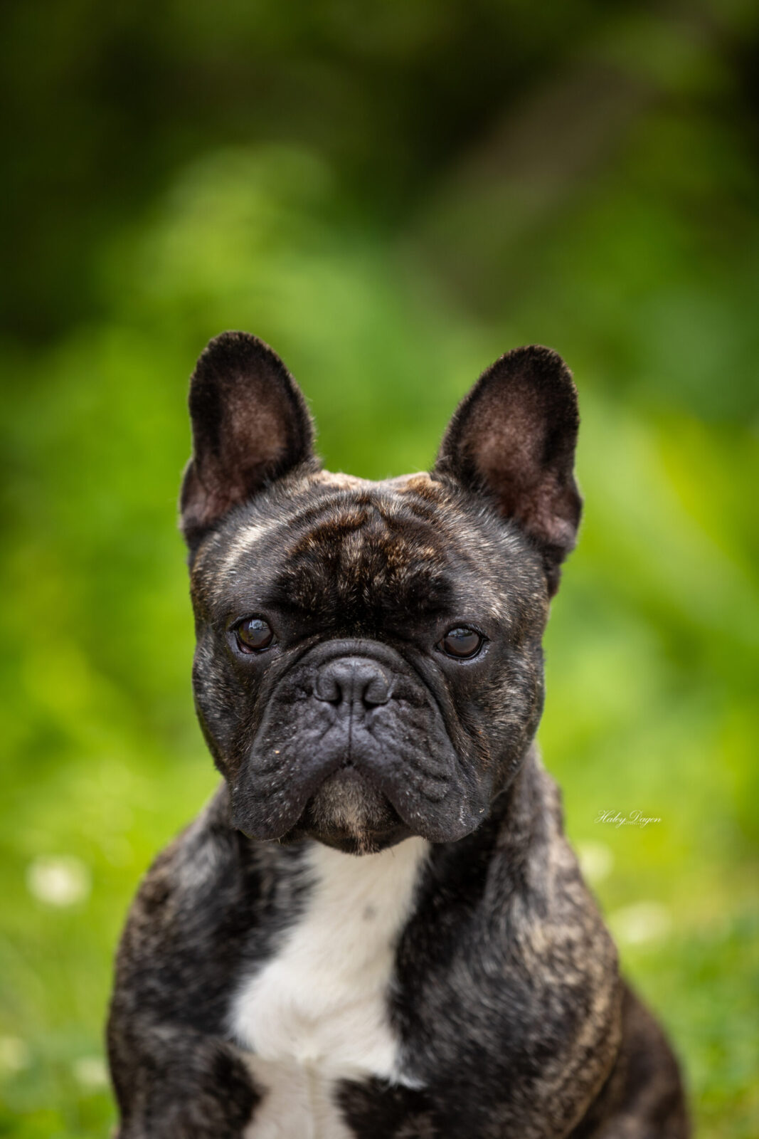 Brindle French Bulldog with large ears sits in front of a blurred green background.