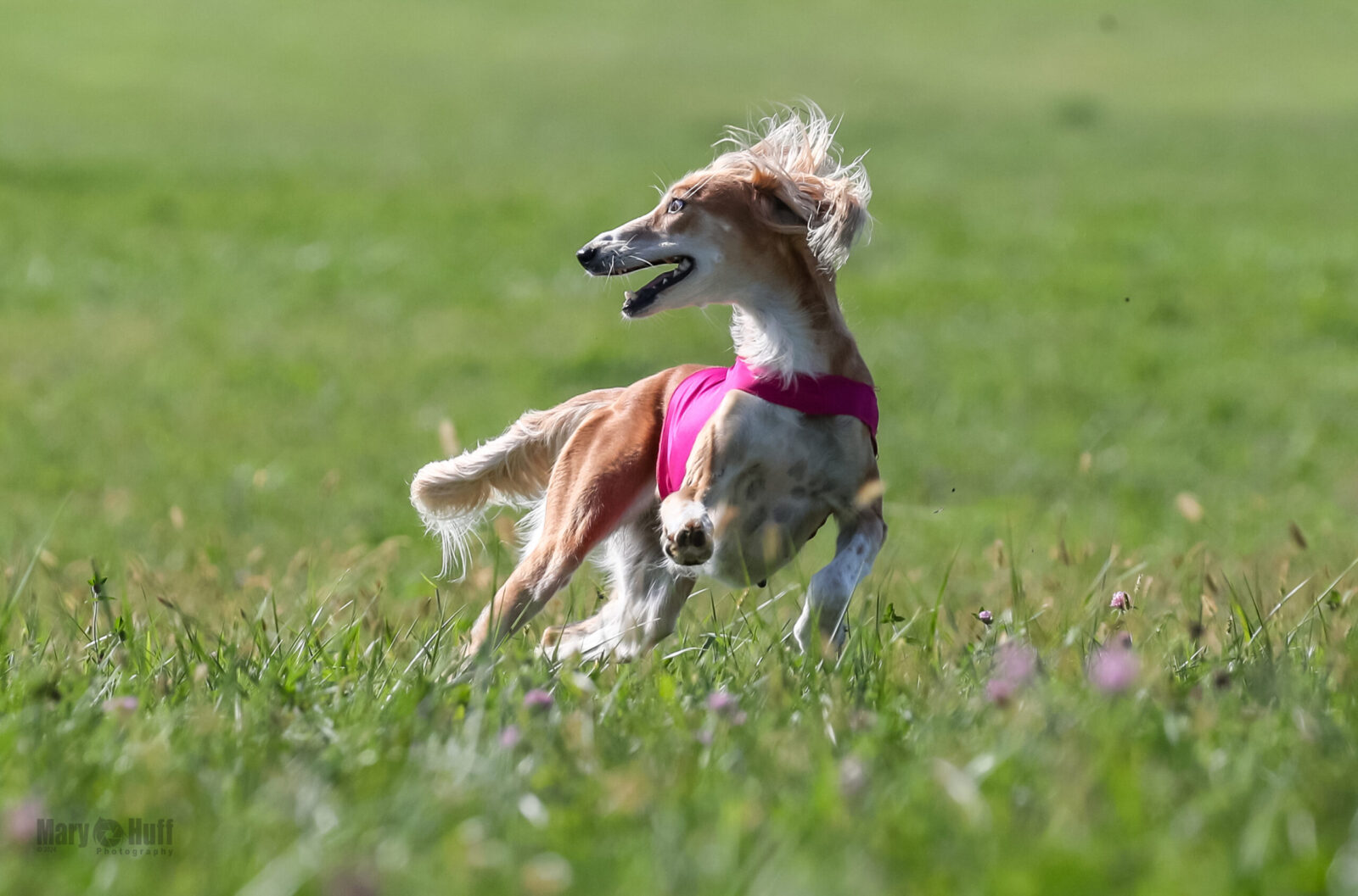 Saluki dog in pink harness running through green grass.