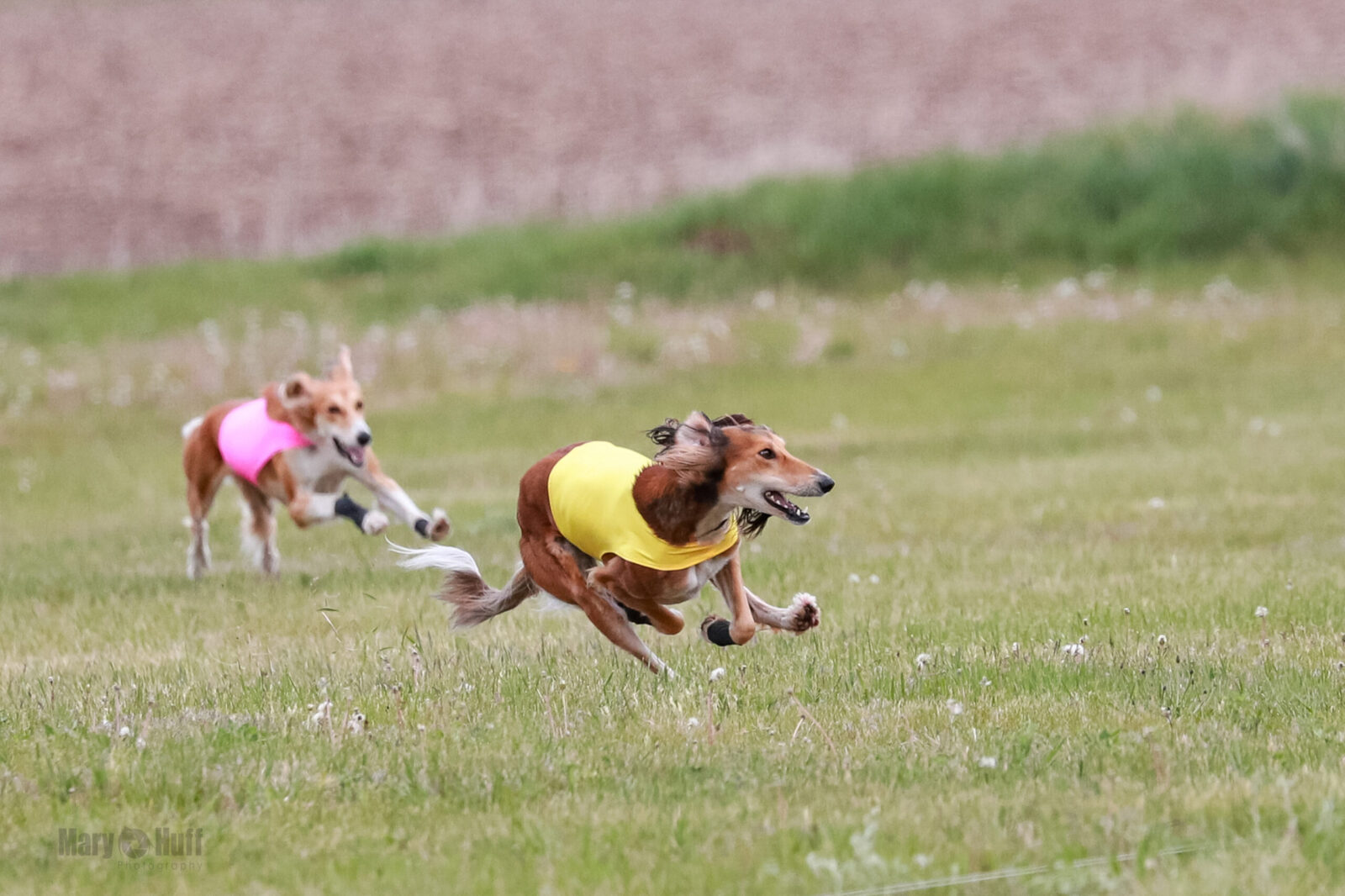 Two sighthounds racing on a grassy field, one in yellow, one in pink.