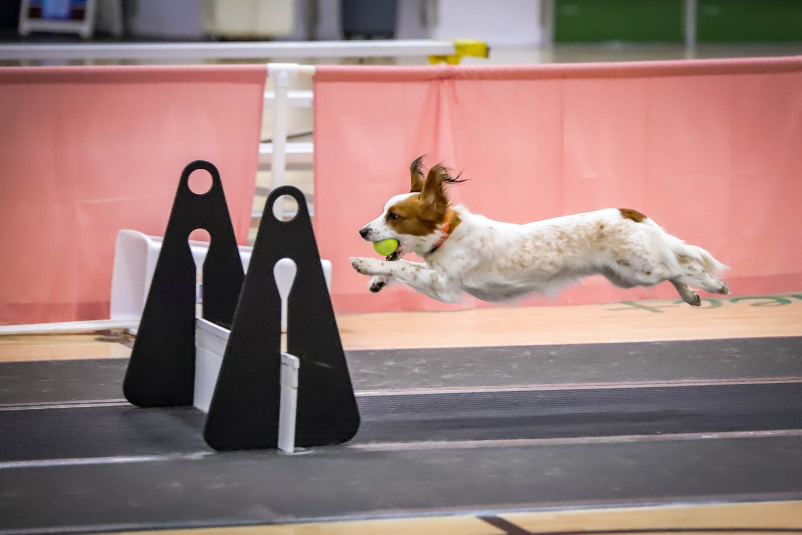 Dog mid-air with ball in mouth, jumping over obstacles.