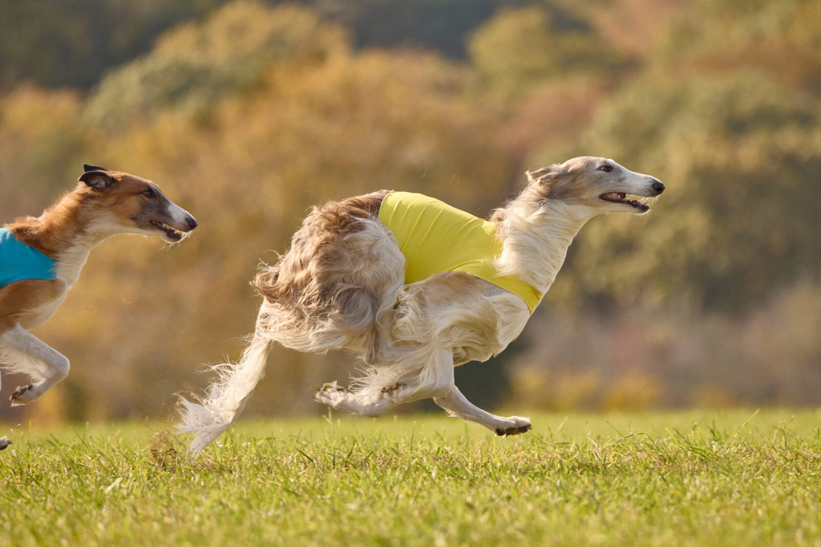 Two borzoi dogs in colorful vests race across a grassy field.