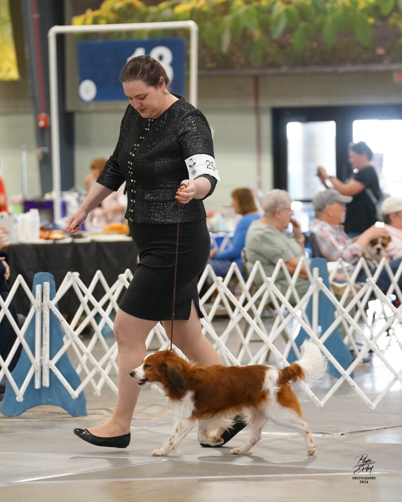 Woman walking a brown and white dog in a show ring with spectators in the background.